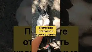 Малыши в приграничной зоне