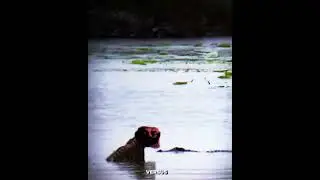 tiger solo#животные #tiger #crocodile #versus