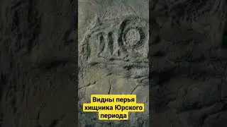 Раптор с перьями 