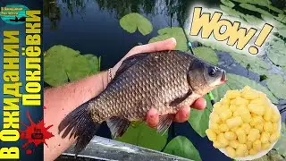 Супер насадка на карася из кукурузных палочек