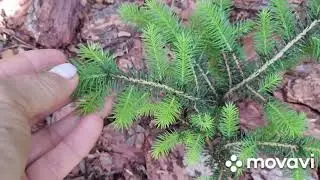 Новые растения в палисаднике! Ель Инверса,  ель Супер Блю, туя Янтарь, сосна Темпельхоф.