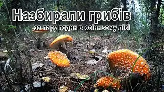 Оце то опеньків... Або як за 2 години назбирати грибів)