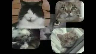 Cats Marathon - TLC Promo (Short Version) (1993)
