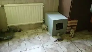 Сиамские котята играют // Siamese kitten playing