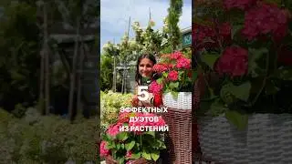 ДАРИМ ГАЙД ПО УХОДУ ЗА ТУЯМИ НА 10 ЛИСТАХ 👉в описании канала #дача #садовыйцентр #цветы #длядачи
