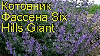 Котовник фассена Сикс Хиллз Гиант. Краткий обзор, описание характеристик, где купить саженцы