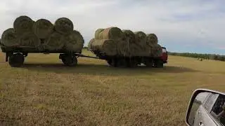 Эдильбаевская порода овец .