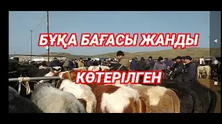 СИЫР, ӨГІЗ, БҰҚА, БАҒАСЫ | САРЫҒАШ МАЛ БАЗАРЫ | Мал базар 2024