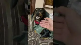 #dachshund #cute