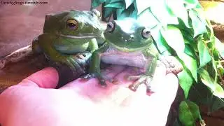 Today Voigt has achieved Five Voigts in a row with No Biting!