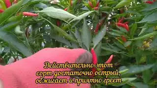 Острый перец 