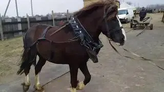 Обучение жеребца ссылка в описании под видео👇