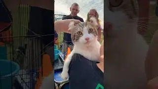 Как на дне домашних любимцев без кошек? Да никак