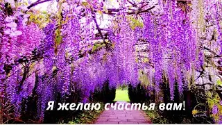 Я желаю счастья вам! Красивая песня и прекрасная глициния