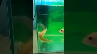 Отправить