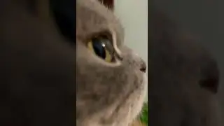 Дотакот