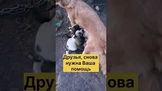 Животные в приграничной зоне