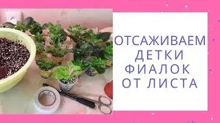 Отсаживаем детки фиалок от листа сразу на фитиль