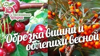 Обрезка вишни и облепихи весной 