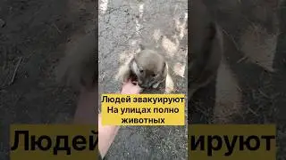 Усыновите кроху с приграничной зоны🙏