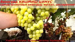 Виноград КИШМИШ ЦИМУС  самый ароматный на участке, ягода пахнет при разрезании, мускат изумительный