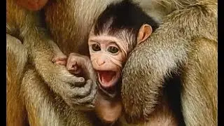 Poor baby Barbi Cry silent in hand young mom Blacky| Pity baby walk 50% with mom follow.