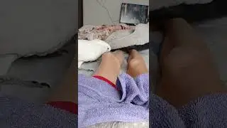 ПОПУГАЙ КАКАДУ МАССАЖИСТ !!!