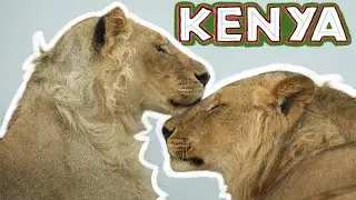 Wildlife in Kenya