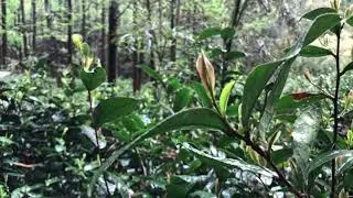 A walk through a bamboo forest and tea garden (Guzhu, Zhejiang Province, China)