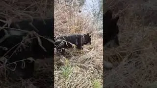 Волкособ. 13 октября 2024. Гибрид канадского волка и лайки.