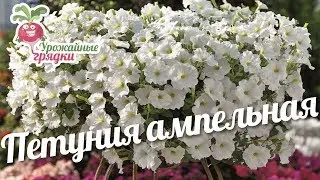 Петуния ампельная #urozhainye_gryadki