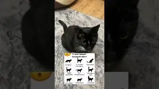 Извините за долгое отсутствие Котя болел😞💗