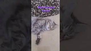 Мурчание кошки. Лечебные звуки 