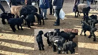Мана сизга эгизакчи куйлар