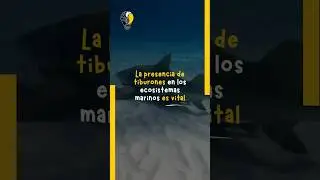 Si, los tiburones son esenciales en los ecosistemas marinos 🦈 #science #biology