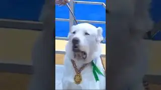 Выставка алабаев в Туркменистане