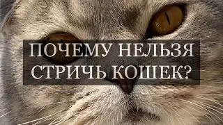 ПОЧЕМУ НЕЛЬЗЯ СТРИЧЬ КОШЕК?