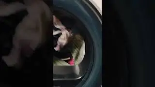 Samsung DV90M6200CW 9kg Heat Pump Tumble Dryer in action 