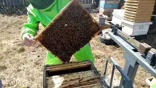 Первое расширение пчелосемей.  26.04.2022г.  Кыштовка