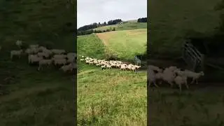 Рабочие собаки