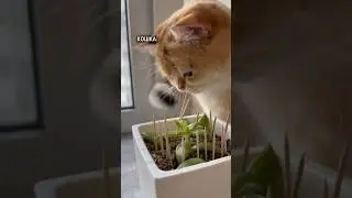 Как спасти цветы от кошки