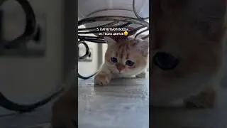 Игрушки, в которые кошка играет самостоятельно