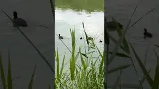 Лысуха с птенцами