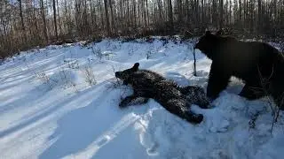 Медведь санитар леса.