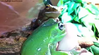 Voigt eventually eats her Delicious Treatie!
