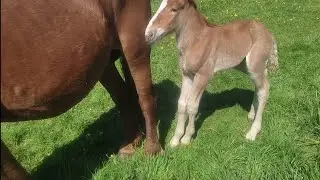 Ириска ожеребилась 1 мая