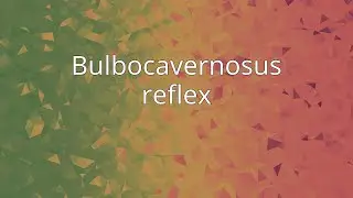 Bulbocavernosus reflex