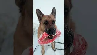 Связка сидеть, стоять с предметом в зубах