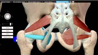 piriformis and obturator internus DR SAMEH GHAZY