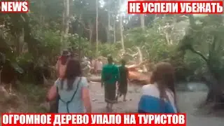 Дерево рухнуло на туристов в парке на Бали